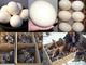 Ostrich Chicks and Fertile Ostrich eggs for sale