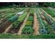 Organic Market Garden For Sale