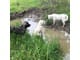 Great Pyr/Anatolian Livestock Guardian Dogs