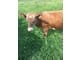 Mini cattle Jersey Bull