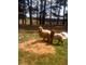 Awassi sheep for sale (rams, ewes and lambs)