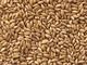 Bulgarian Wheat Selling