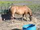 13 Year Old Chestnut Mare Pony