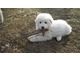 Great Pyrenees Puppy