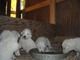 Great Pyrenees Puppies Ready Now...Six Weeks Old