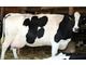 Holstein Friesian Cows and Heifers