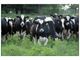 Live Dairy Cows and Pregnant Holstein Heifers Co