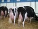 Live Dairy Milk/Holstein-Friesian heifers