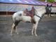 Pinto Appaloosa Gelding