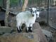 NPGA Registered Pygmy Goat Doeling