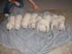 Registered Maremma Puppies in WA