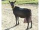 Granada murcia goats to purchase