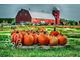 Pumpkin Festival 2016 at Shepherd\'s Cross