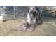 Sarplaninac Puppies 8 livestock guardian dog