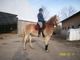 Haflinger Gelding For Sale