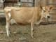 Jersey milk cow A2/A2 for sale