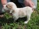 American Brittany Puppies