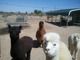 Going out of alpaca business