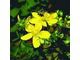 Hypericum Perforatum P.E