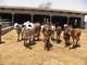 Cholistani cattle for sale