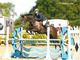 Lowhill Carrick\'s Lady - Irish Sport Horse