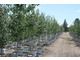 Native Plants including Quaking Aspens