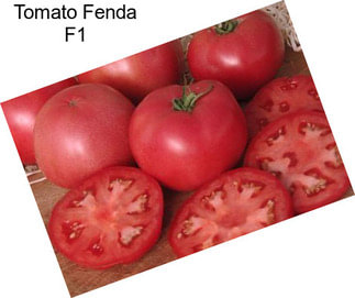 Tomato Fenda F1