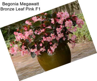 Begonia Megawatt Bronze Leaf Pink F1