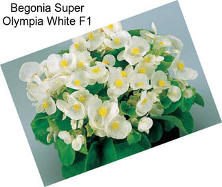 Begonia Super Olympia White F1