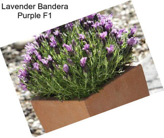 Lavender Bandera Purple F1
