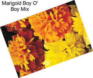 Marigold Boy O\' Boy Mix