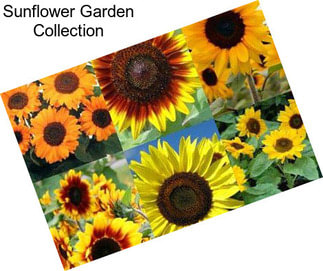 Sunflower Garden Collection