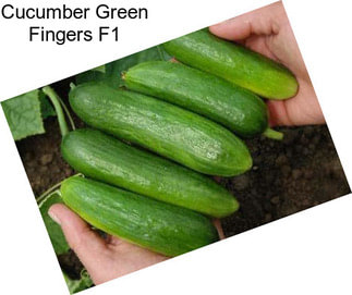 Cucumber Green Fingers F1