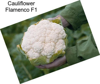 Cauliflower Flamenco F1