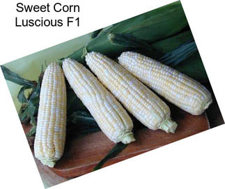Sweet Corn Luscious F1