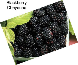 Blackberry Cheyenne