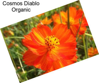 Cosmos Diablo Organic