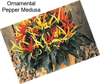 Ornamental Pepper Medusa