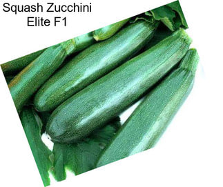 Squash Zucchini Elite F1