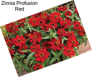 Zinnia Profusion Red