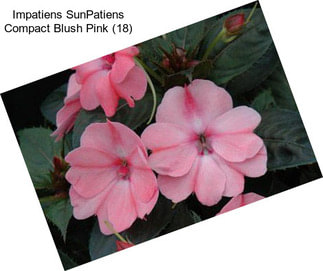 Impatiens SunPatiens Compact Blush Pink (18)