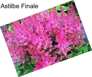 Astilbe Finale