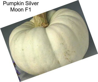 Pumpkin Silver Moon F1