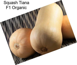 Squash Tiana F1 Organic