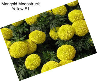 Marigold Moonstruck Yellow F1