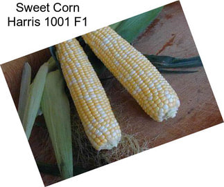 Sweet Corn Harris 1001 F1