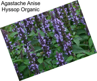 Agastache Anise Hyssop Organic