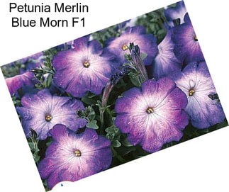 Petunia Merlin Blue Morn F1
