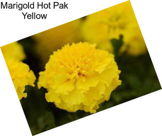 Marigold Hot Pak Yellow