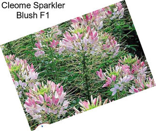 Cleome Sparkler Blush F1